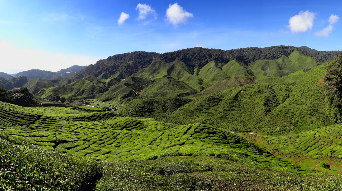 Verlaufen in den Cameron Highlands