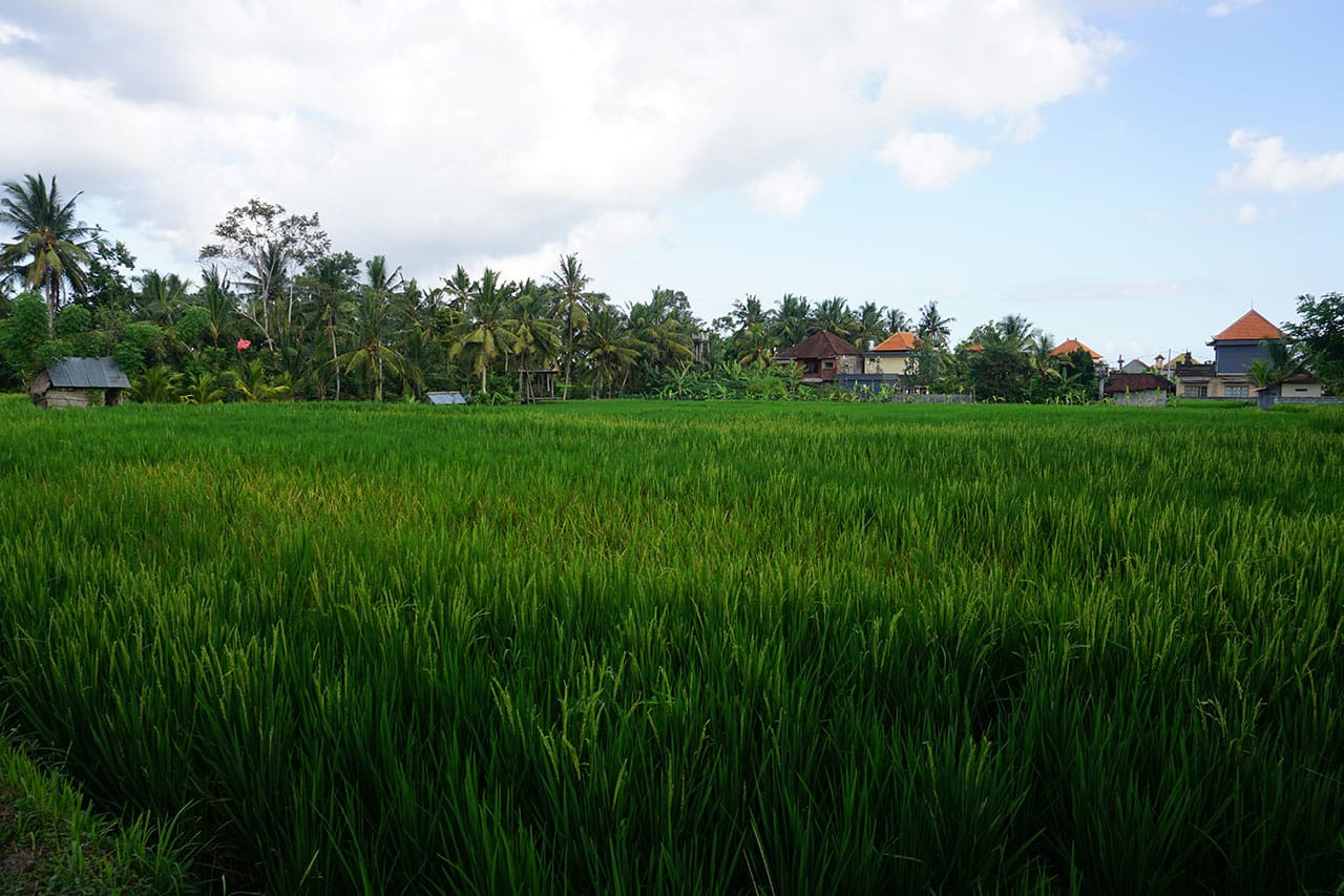 Arrozales y templos alrededor de Ubud
